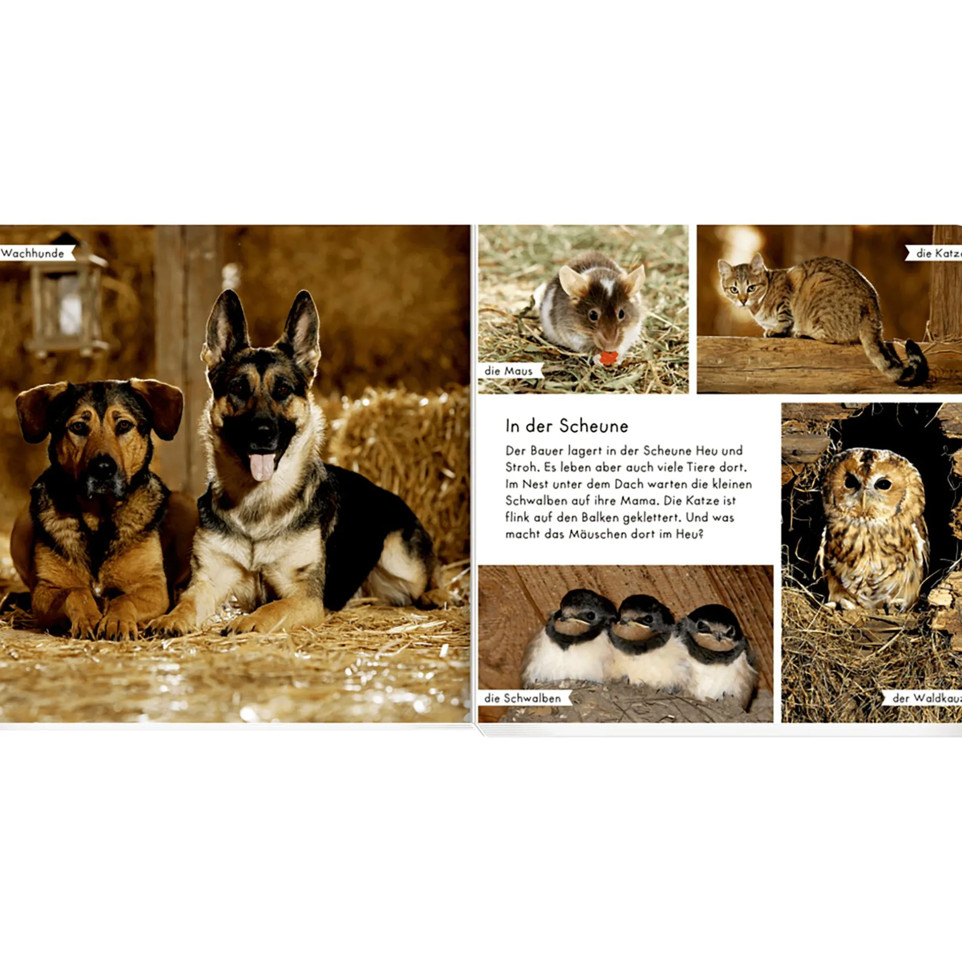 COPPENRATH Meine liebsten Tiere auf dem Bauernhof*Kinder Kinderbücher