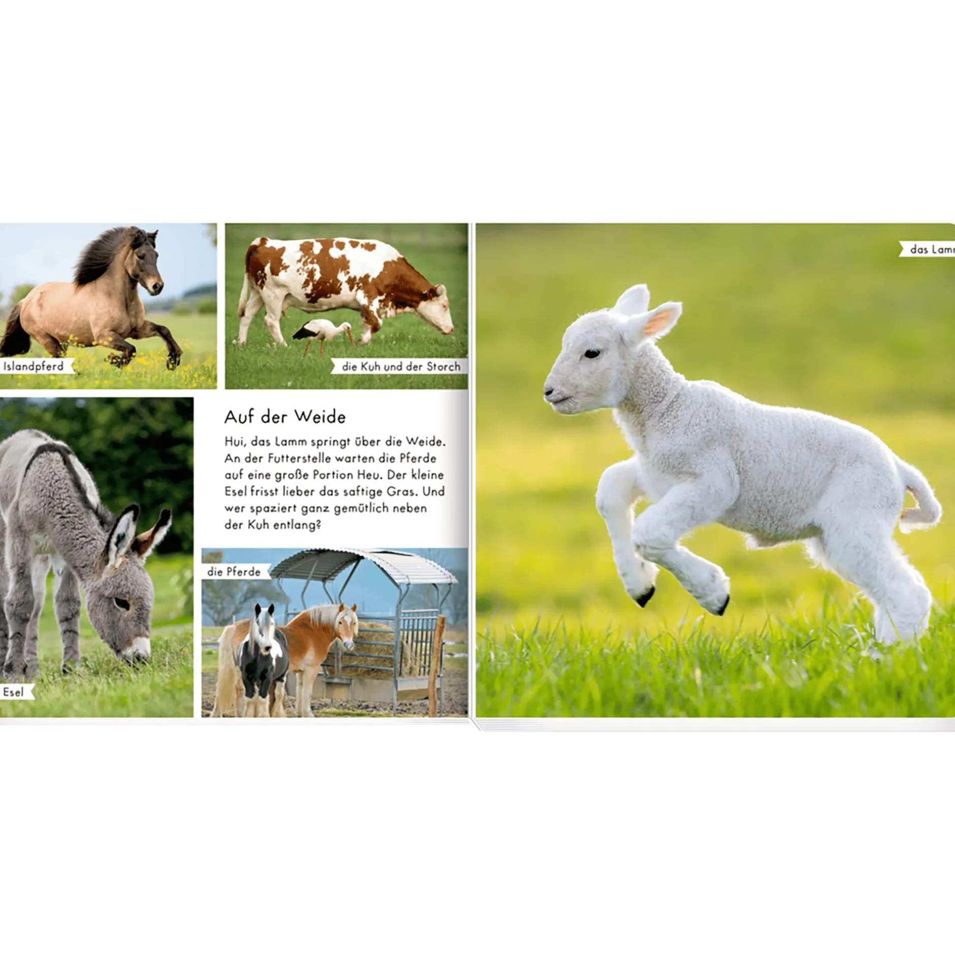 COPPENRATH Meine liebsten Tiere auf dem Bauernhof*Kinder Kinderbücher