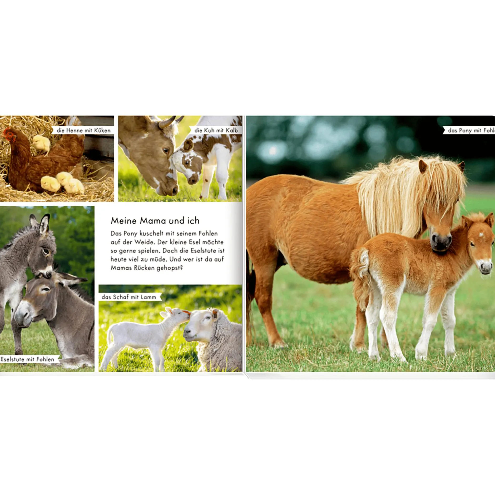 COPPENRATH Meine liebsten Tiere auf dem Bauernhof*Kinder Kinderbücher
